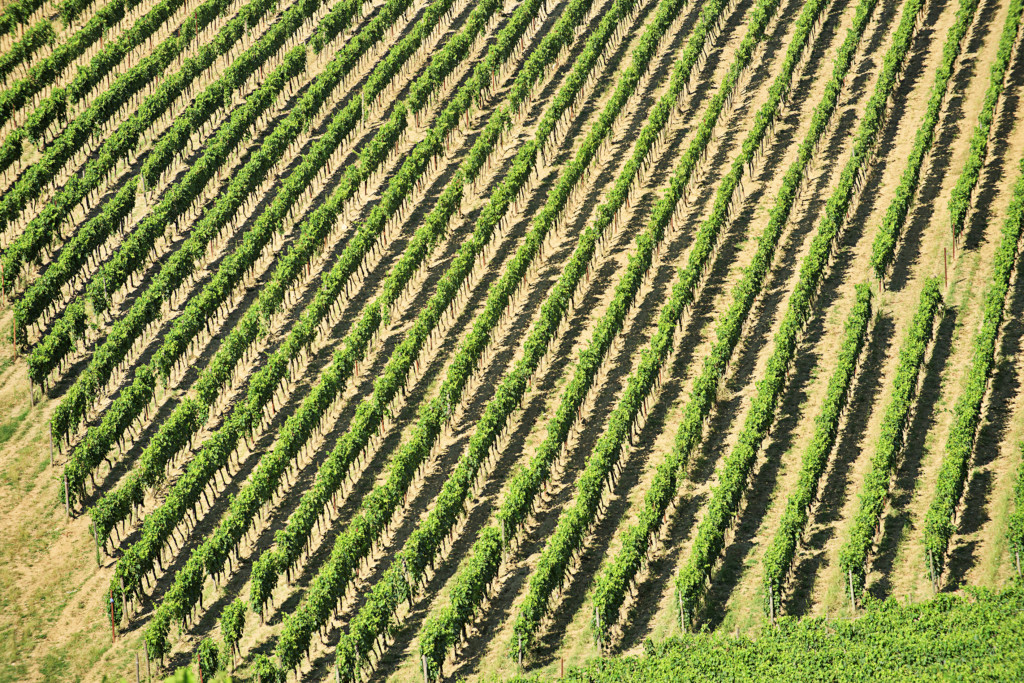 vigna - acquistare azienda vitivinicola in toscana